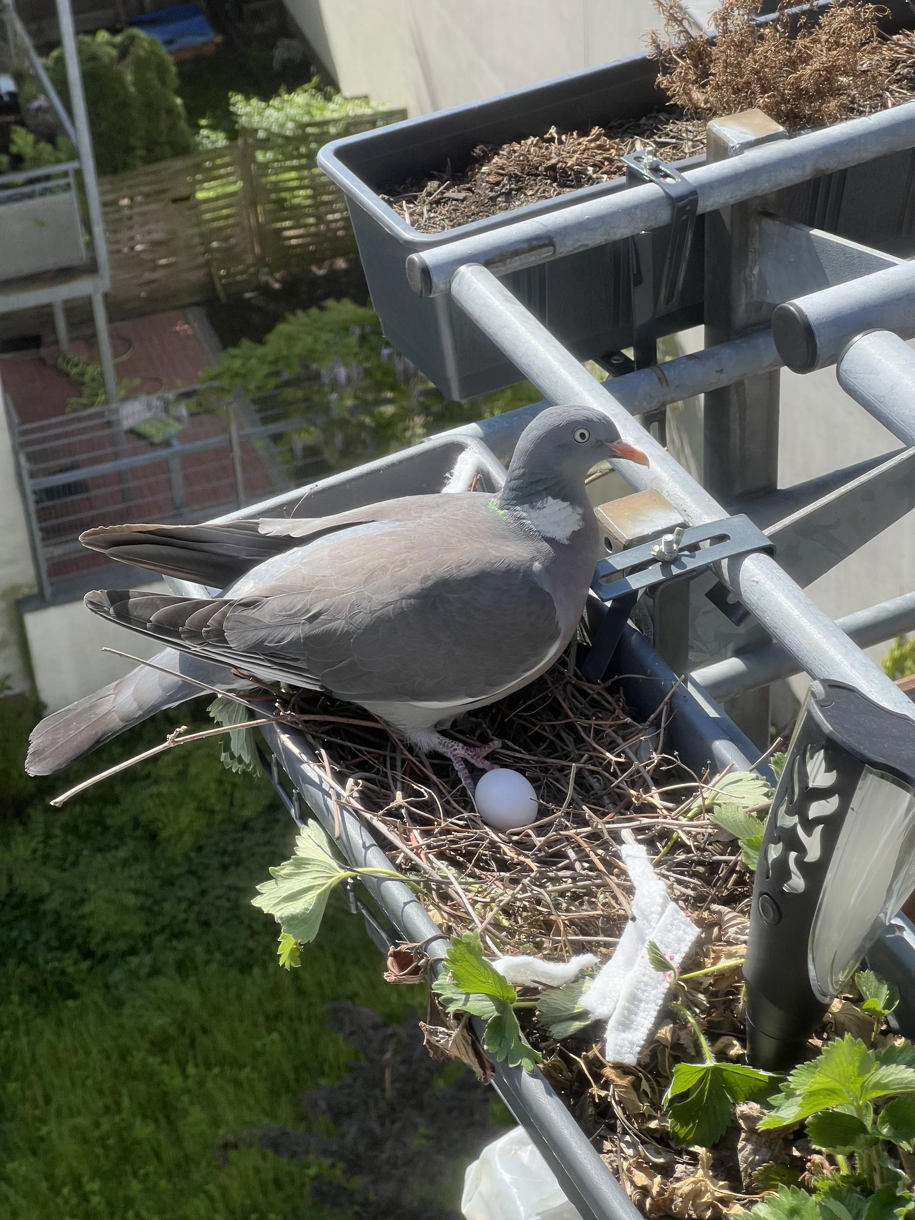 В этом году сразу два диких животных поселились у нас на балконе