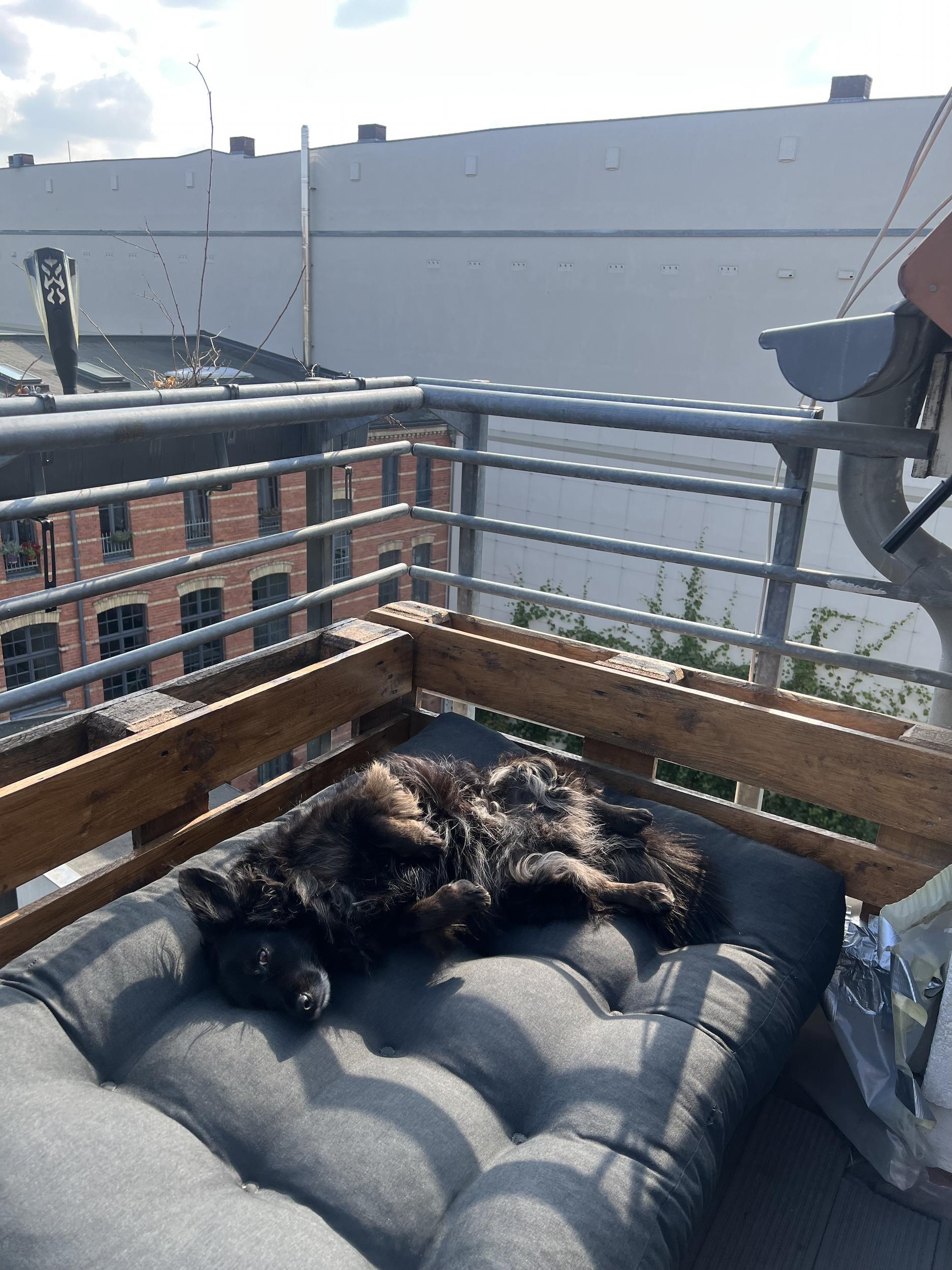 Пёся нежится на остатках подушек от разрушенного балкона. Хочу уметь так наслаждаться жизнью как пёся!