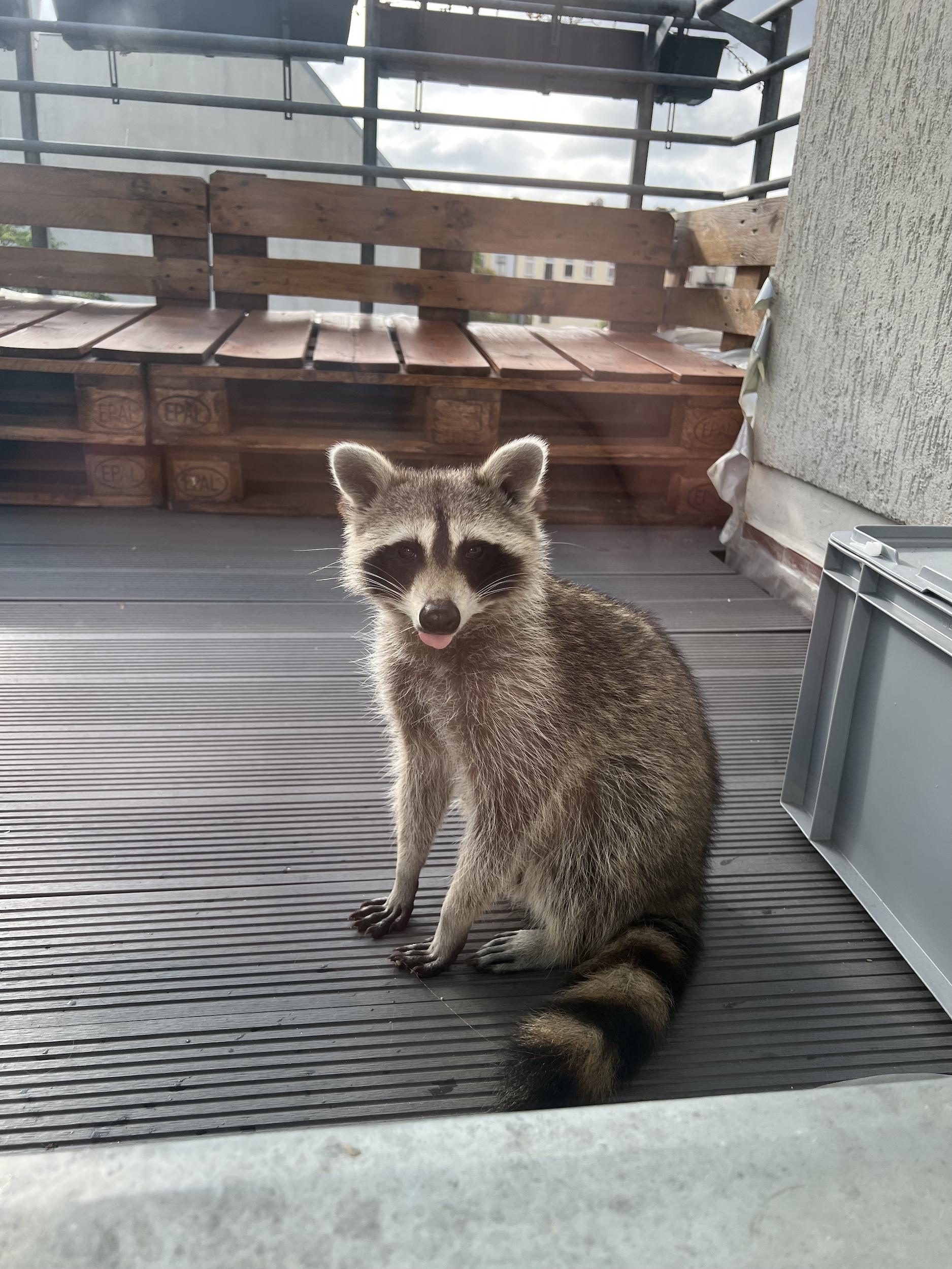 Вот этого чувака мы задолбались выгонять