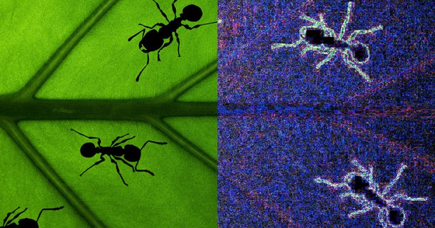 Пример применения Error level analysis на прифотошопленных муравьях